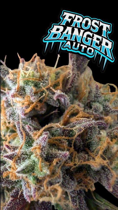 Fastbuds Collabo Run. Week 7