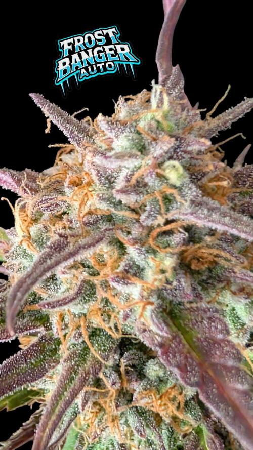 Fastbuds Collabo Run. Week 7