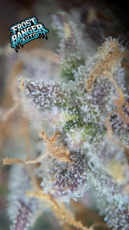 Fastbuds Collabo Run. Week 7