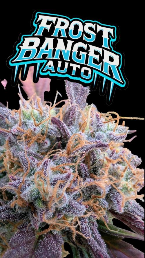 Fastbuds Collabo Run. Week 7