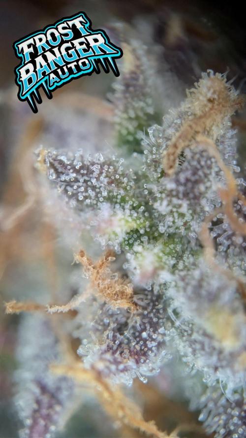 Fastbuds Collabo Run. Week 7