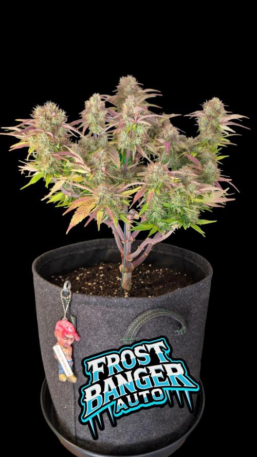Fastbuds Collabo Run. Week 7