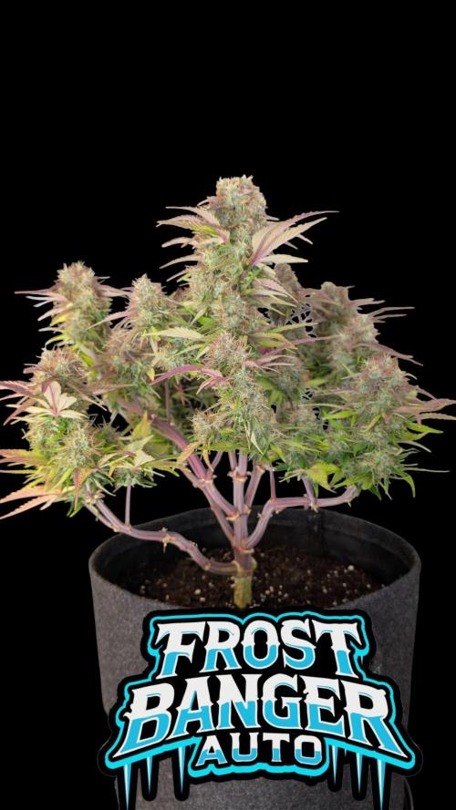 Fastbuds Collabo Run. Week 7