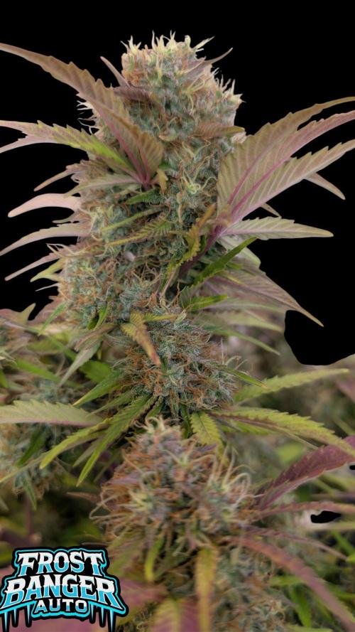 Fastbuds Collabo Run. Week 7