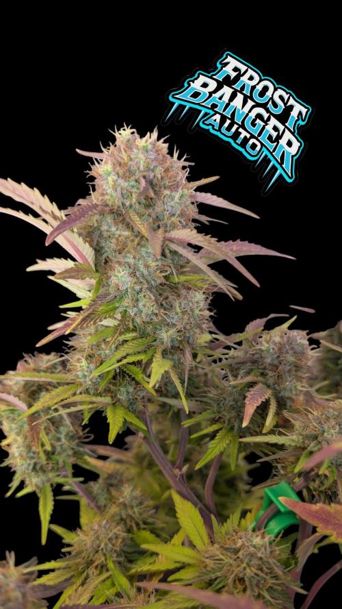 Fastbuds Collabo Run. Week 7