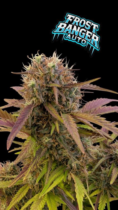 Fastbuds Collabo Run. Week 7