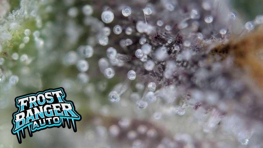 Fastbuds Collabo Run. Week 7