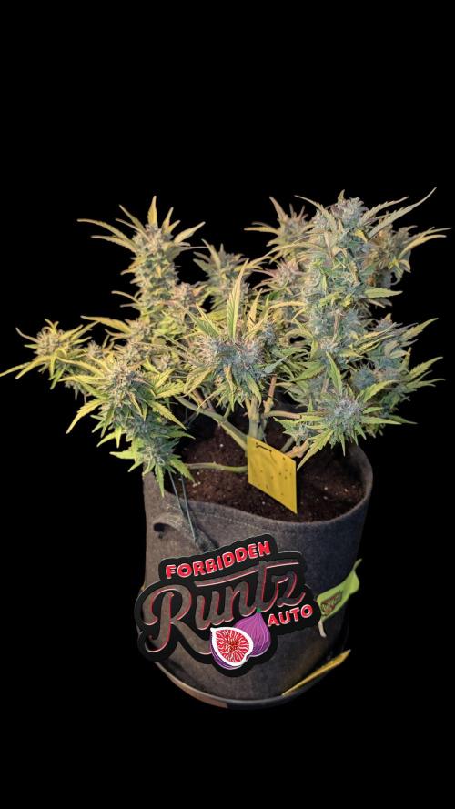 Fastbuds Collabo Run. Week 7