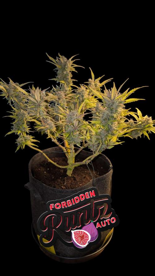 Fastbuds Collabo Run. Week 7