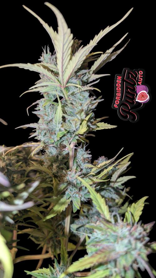 Fastbuds Collabo Run. Week 7