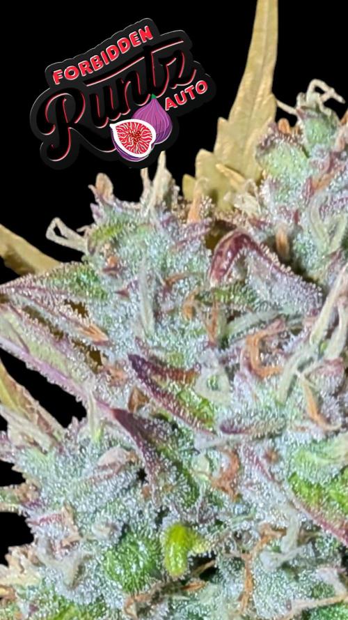 Fastbuds Collabo Run. Week 7