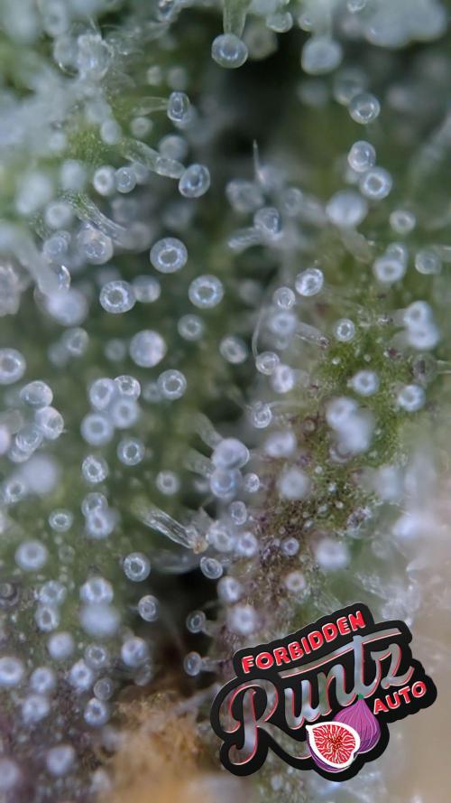 Fastbuds Collabo Run. Week 7