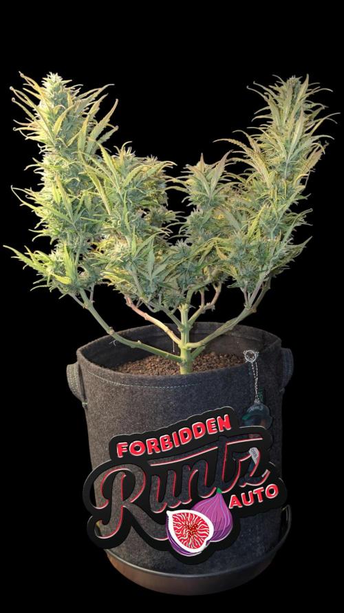 Fastbuds Collabo Run. Week 7