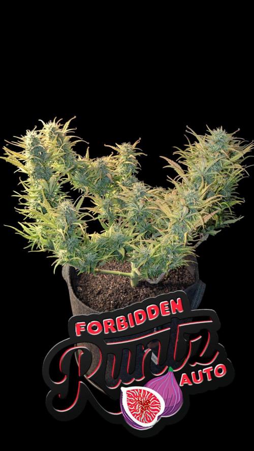 Fastbuds Collabo Run. Week 7