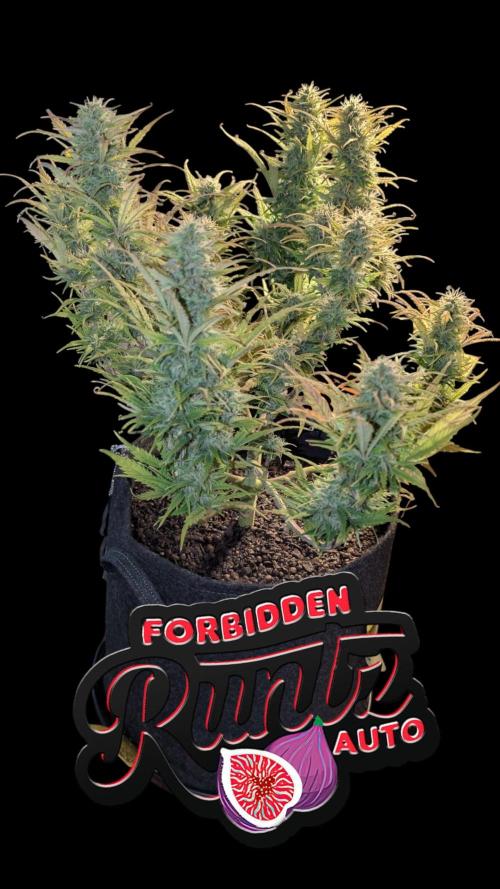 Fastbuds Collabo Run. Week 7