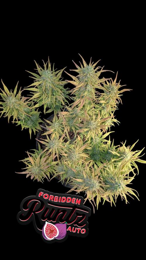 Fastbuds Collabo Run. Week 7