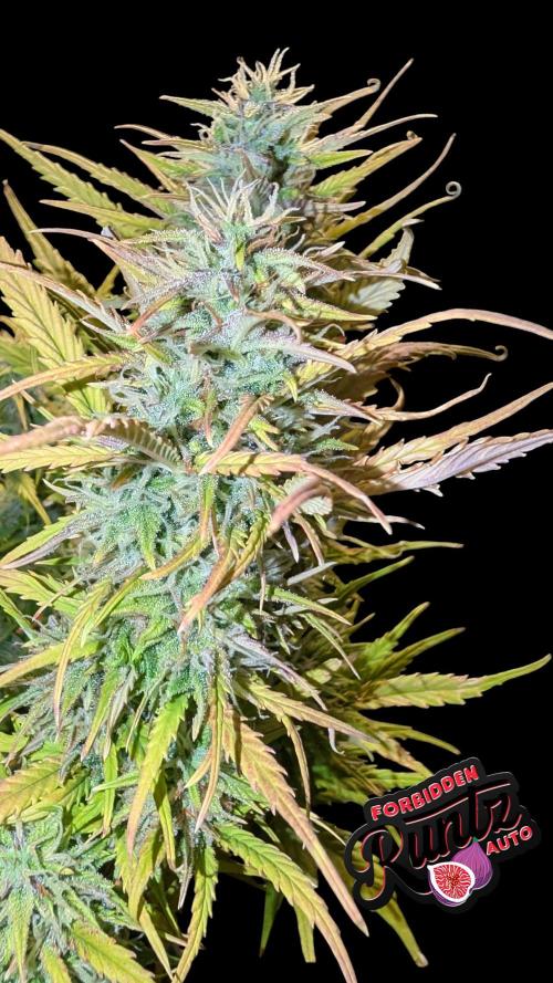 Fastbuds Collabo Run. Week 7