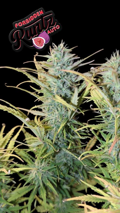 Fastbuds Collabo Run. Week 7