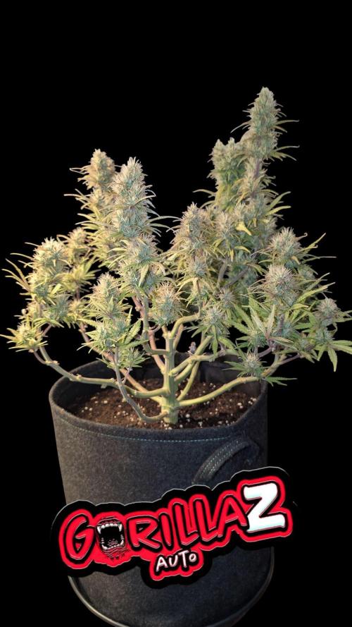 Fastbuds Collabo Run. Week 7