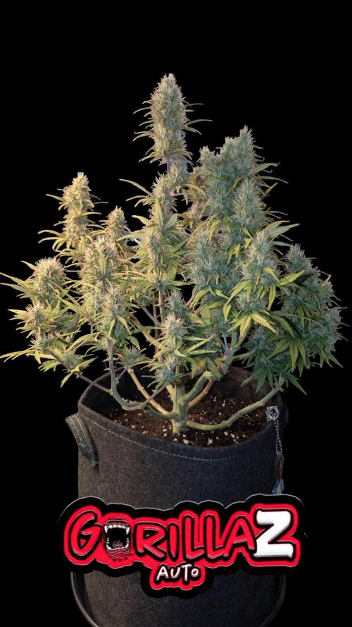 Fastbuds Collabo Run. Week 7