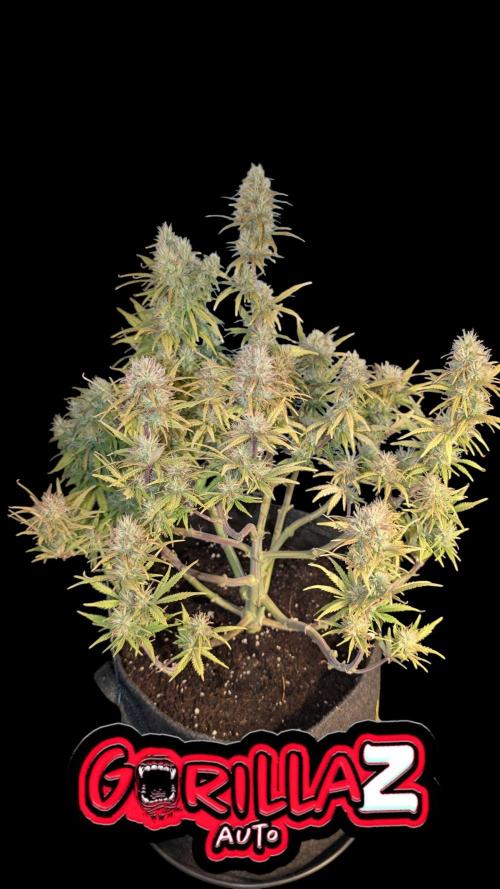 Fastbuds Collabo Run. Week 7