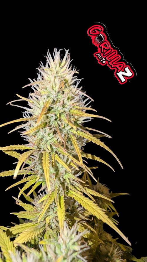 Fastbuds Collabo Run. Week 7