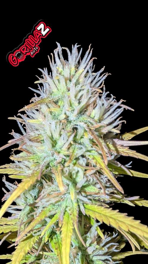 Fastbuds Collabo Run. Week 7