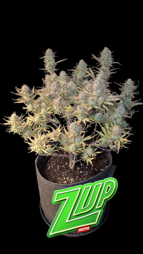 Fastbuds Collabo Run. Week 7