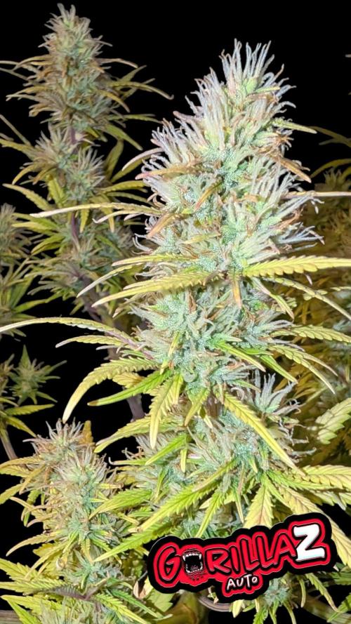 Fastbuds Collabo Run. Week 7