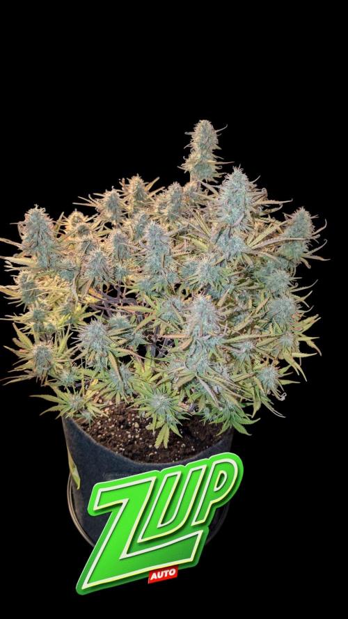 Fastbuds Collabo Run. Week 7