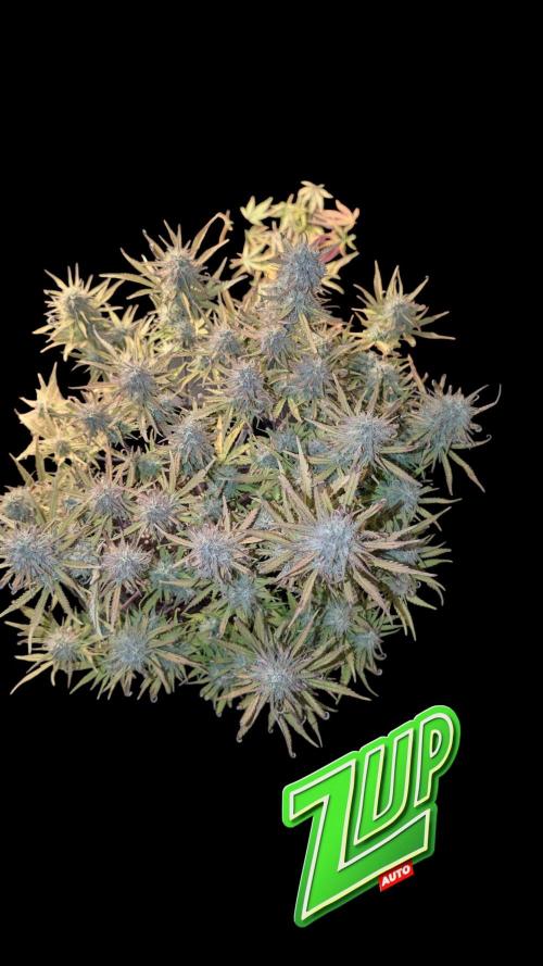 Fastbuds Collabo Run. Week 7