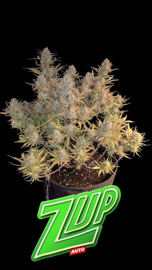 Fastbuds Collabo Run. Week 7