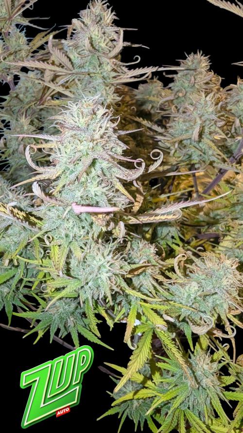 Fastbuds Collabo Run. Week 7