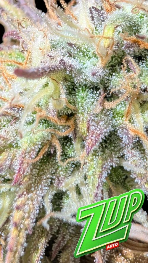 Fastbuds Collabo Run. Week 7