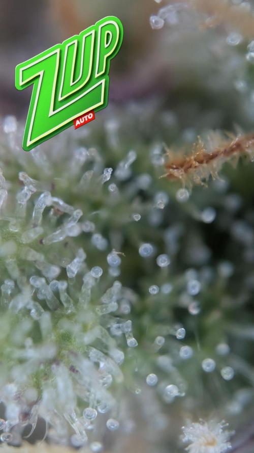 Fastbuds Collabo Run. Week 7