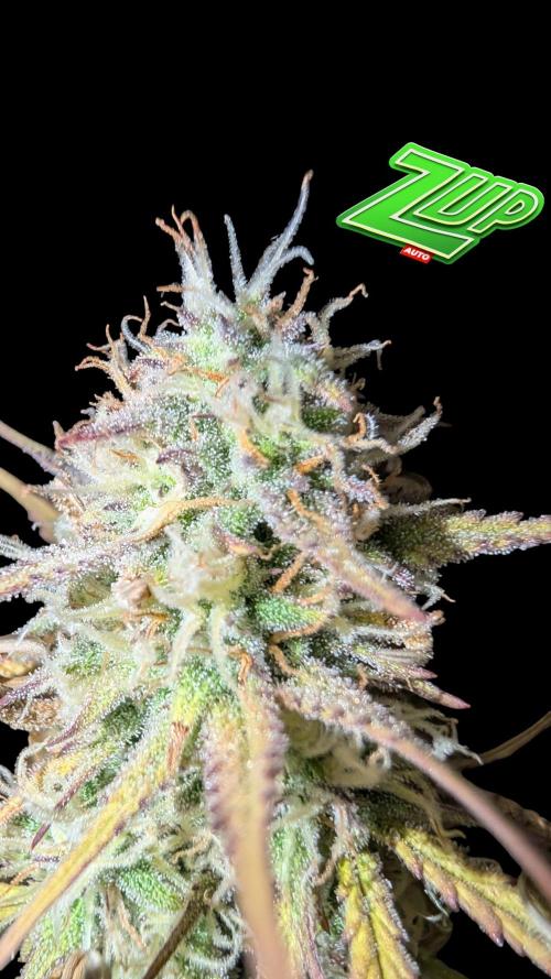 Fastbuds Collabo Run. Week 7