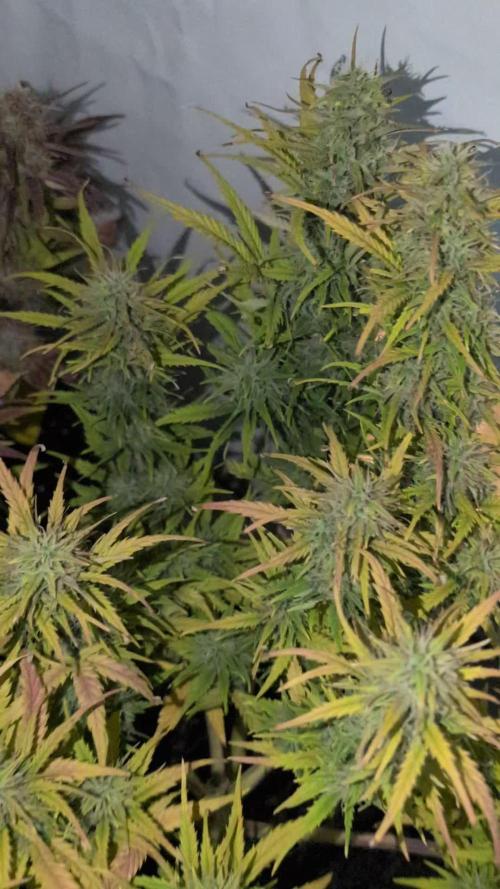 Fastbuds Collabo Run