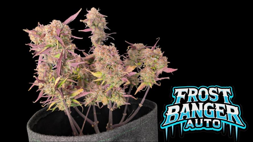 Fastbuds Collabo Run. Week 8