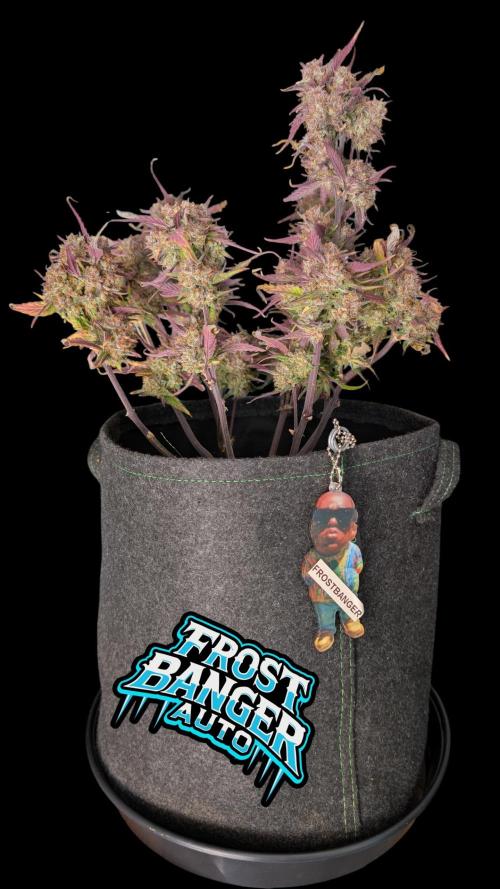 Fastbuds Collabo Run. Week 8