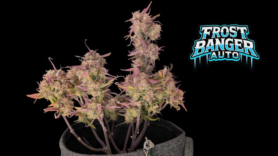 Fastbuds Collabo Run. Week 8