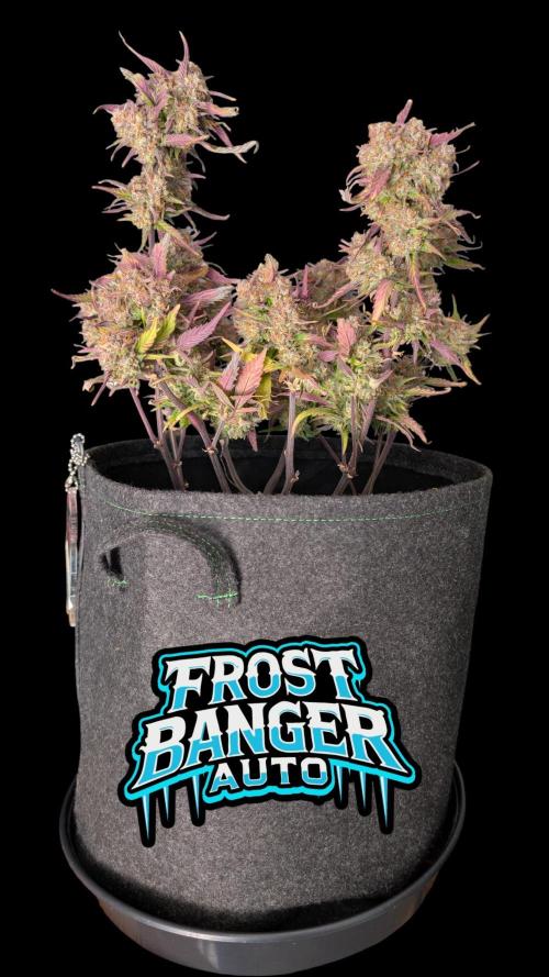 Fastbuds Collabo Run. Week 8