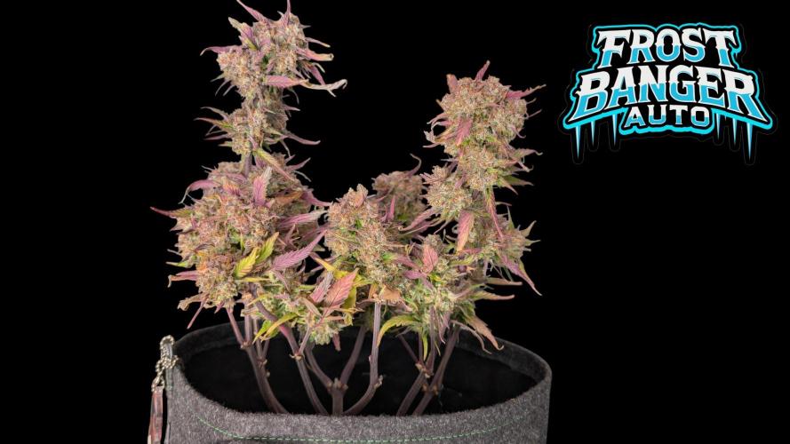 Fastbuds Collabo Run. Week 8