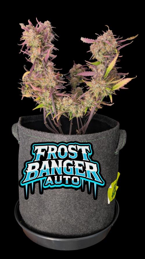 Fastbuds Collabo Run. Week 8