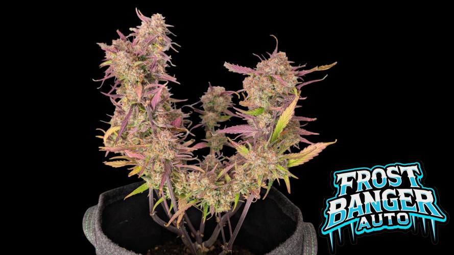 Fastbuds Collabo Run. Week 8