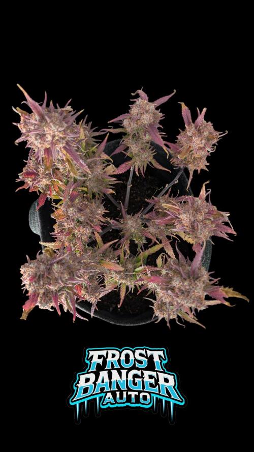 Fastbuds Collabo Run. Week 8