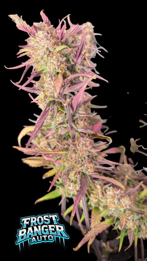 Fastbuds Collabo Run. Week 8