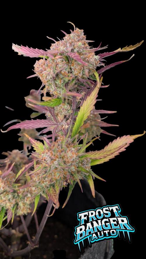 Fastbuds Collabo Run. Week 8