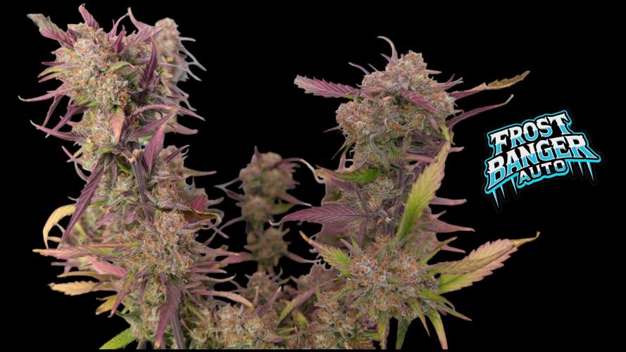 Fastbuds Collabo Run. Week 8