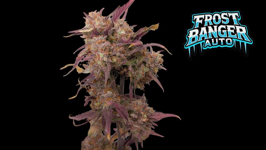 Fastbuds Collabo Run. Week 8