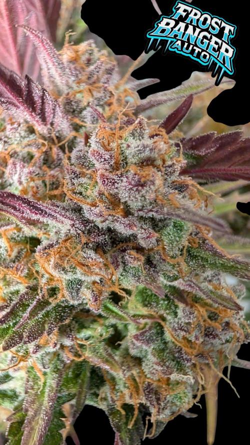 Fastbuds Collabo Run. Week 8